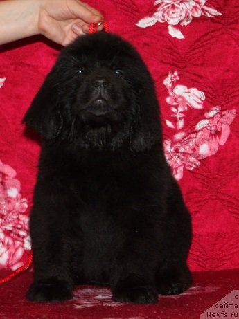 Фотография № 222227