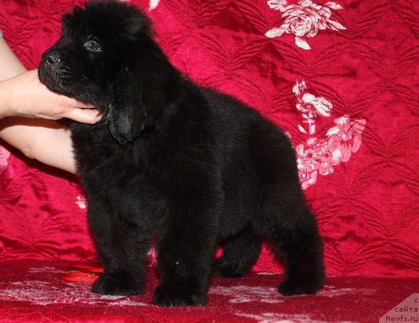 Фотография № 222228