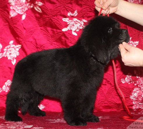 Фотография № 222229