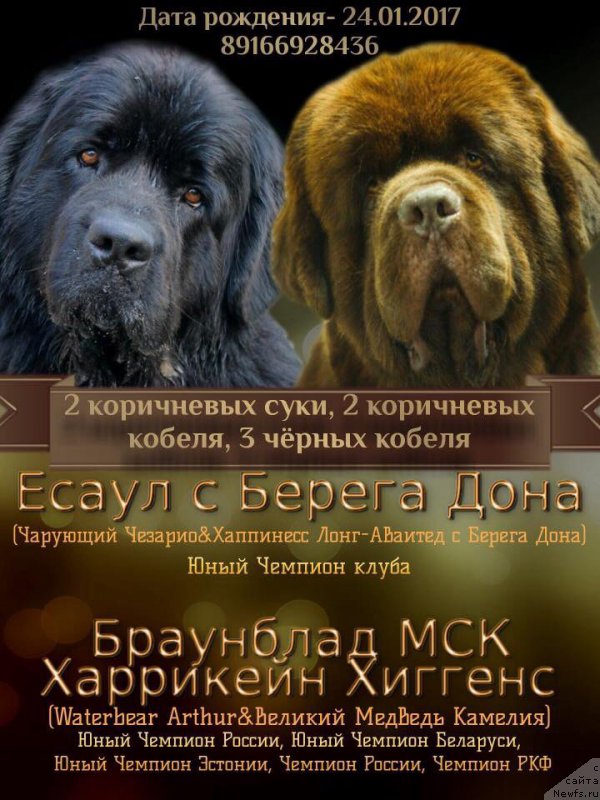 Фото: ньюфаундленд Brownblood MSK Harricane Higgins (Браунблад МСК Харрикейн Хиггенс)