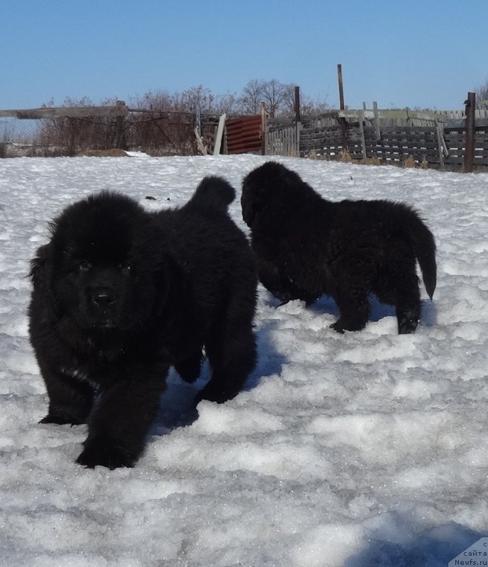 Фото: ньюфаундленд N'yufort Carskaya Doch' (Ньюфорт Царская Дочь)