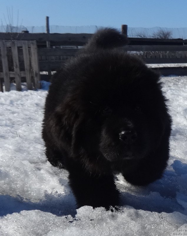 Фото: ньюфаундленд N'yufort Carskaya Doch' (Ньюфорт Царская Дочь)