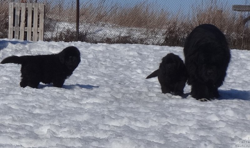 Фото: ньюфаундленд Promise To Love Midnight Bear (Promise To Love Midnight Bear)