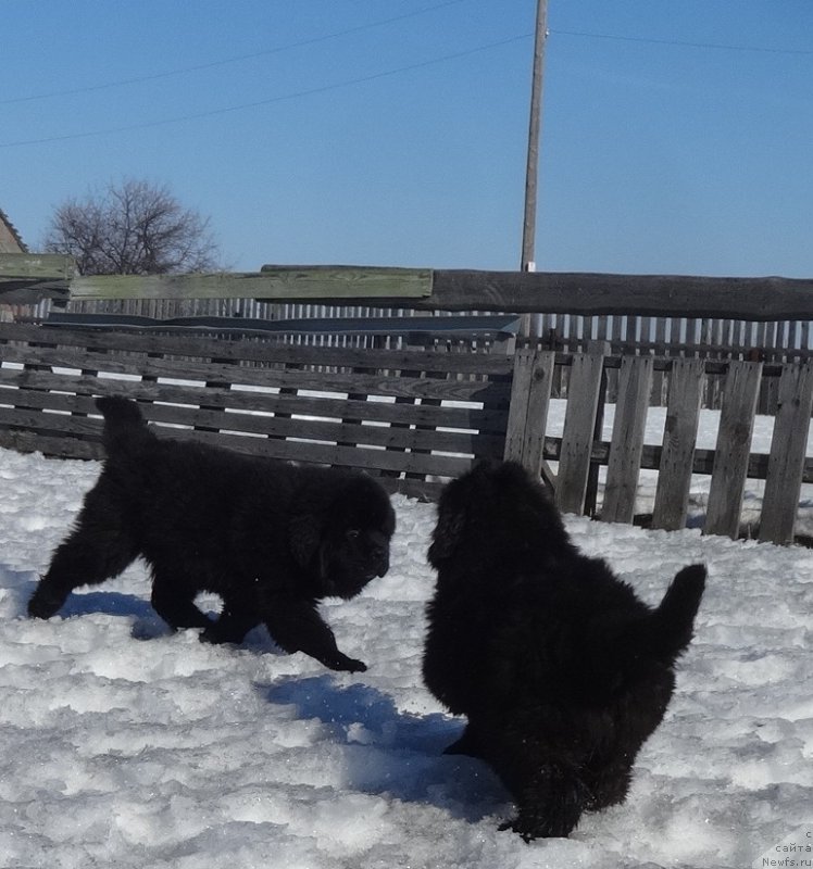 Фото: ньюфаундленд N'yufort Carskaya Doch' (Ньюфорт Царская Дочь)