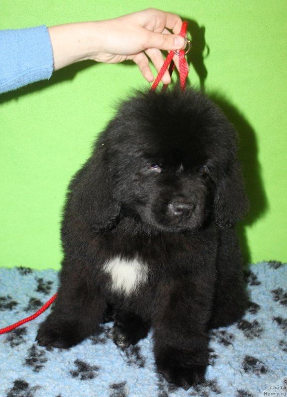 Фотография № 222238