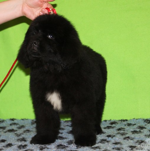 Фотография № 222239