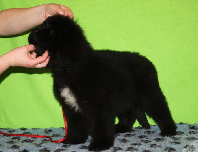 Фотография № 222240