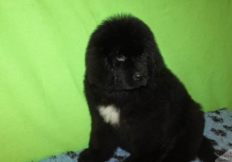 Фотография № 222243