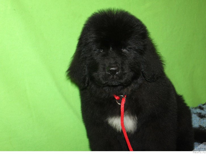 Фотография № 222244