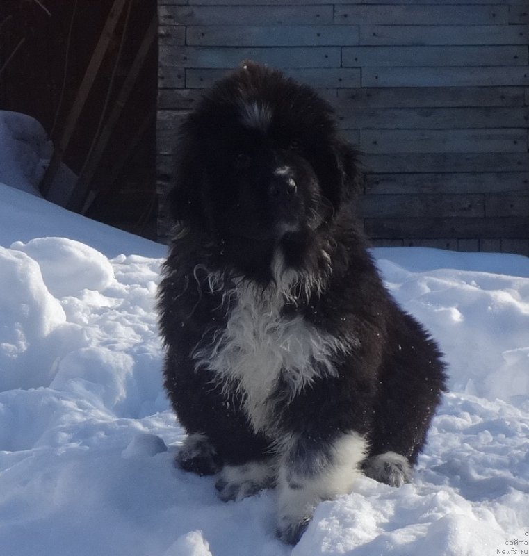 Фото: ньюфаундленд Blyek Diamond Agidel' ot Potapa CHarliza (Блэк Диамонд Агидель от Потапа Чарлиза)