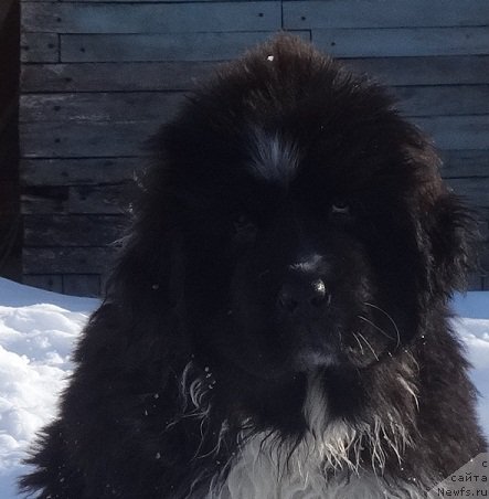 Фотография № 222248