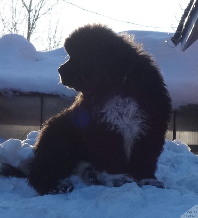 Фотография № 222249