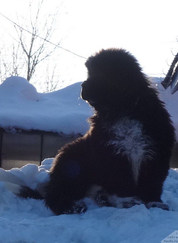 Фото: ньюфаундленд Blyek Diamond Agidel' ot Potapa CHarliza (Блэк Диамонд Агидель от Потапа Чарлиза)