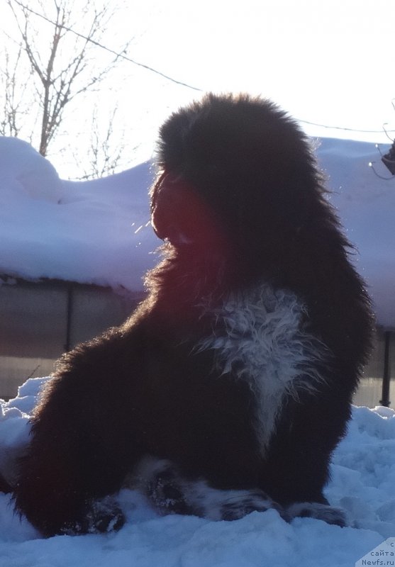 Фотография № 222251