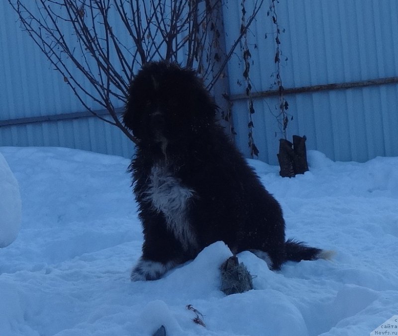 Фото: ньюфаундленд Blyek Diamond Agidel' ot Potapa CHarliza (Блэк Диамонд Агидель от Потапа Чарлиза)