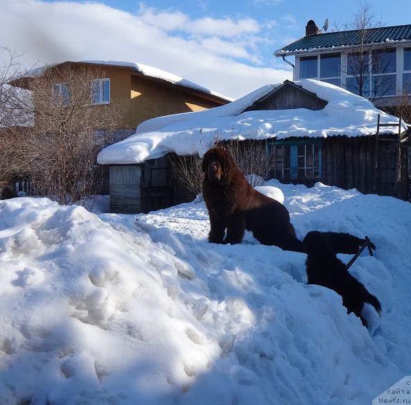 Фото: ньюфаундленд Funnewf Avalon (Фанньюф Авалон)