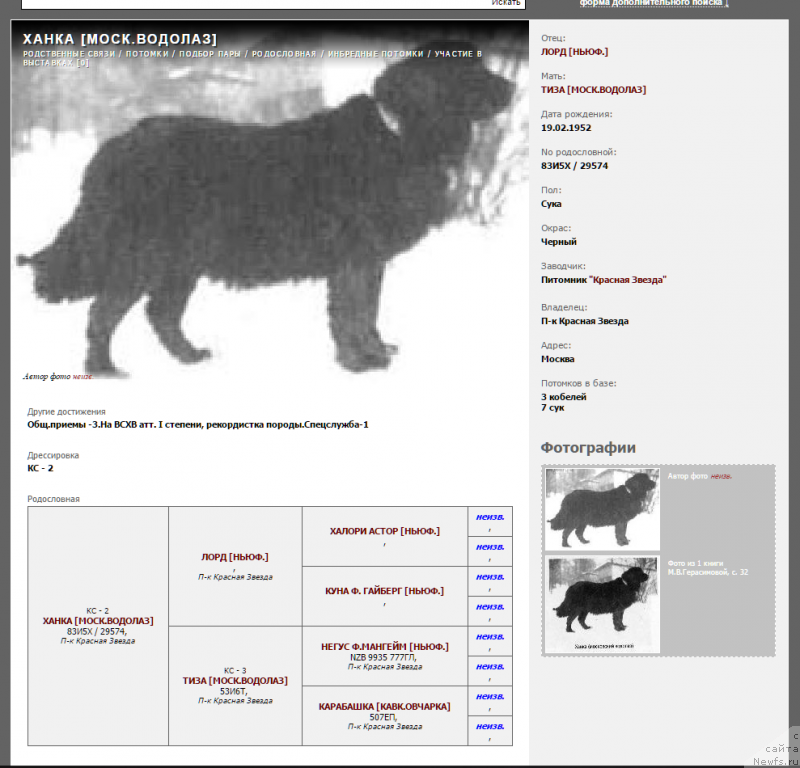 Фото: ньюфаундленд Hanka (Ханка)