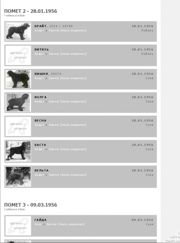 Фото: ньюфаундленд Hanka (Ханка)