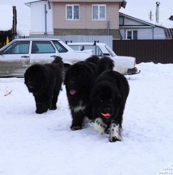 Фото: ньюфаундленд Naslednik Perseya YEklips (Наследник Персея Эклипс), ньюфаундленд My Frend Newfy' BBs Special Edition, ньюфаундленд Fabian de Lange Super Mishka