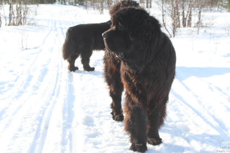 Фото: ньюфаундленд Daymond King (Даймонд Кинг)