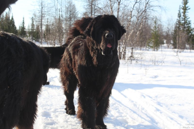 Фото: ньюфаундленд Daymond King (Даймонд Кинг)