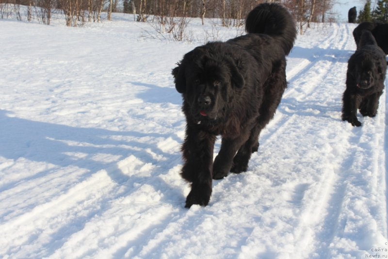 Фото: ньюфаундленд Daymond King (Даймонд Кинг)