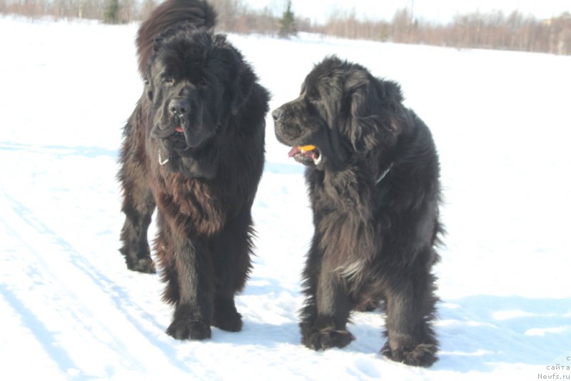 Фото: ньюфаундленд Daymond King (Даймонд Кинг), ньюфаундленд Neretum Tribe Xagrid