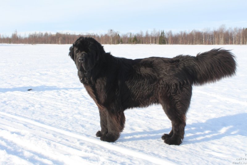 Фото: ньюфаундленд Daymond King (Даймонд Кинг)