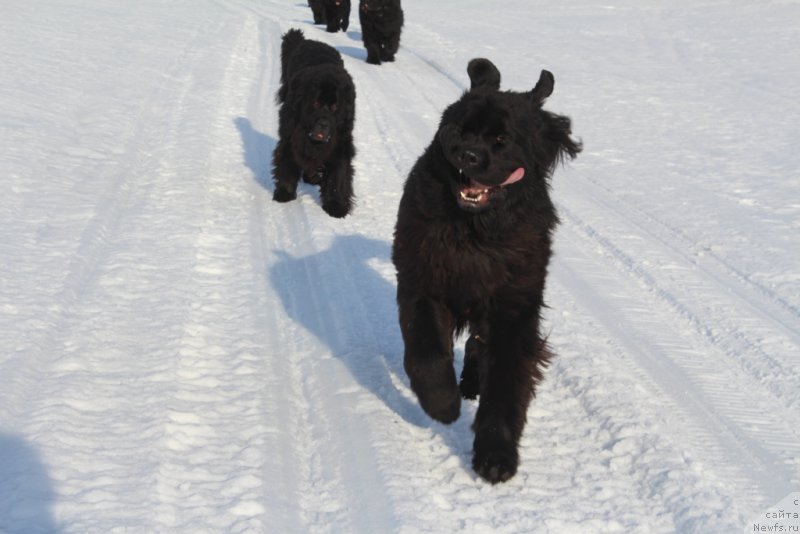 Фото: ньюфаундленд Daymond King (Даймонд Кинг)