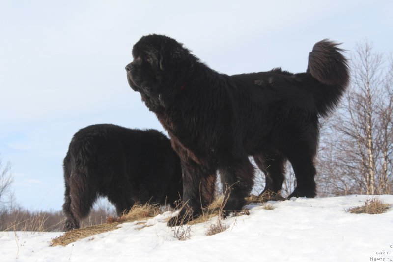 Фото: ньюфаундленд Daymond King (Даймонд Кинг)