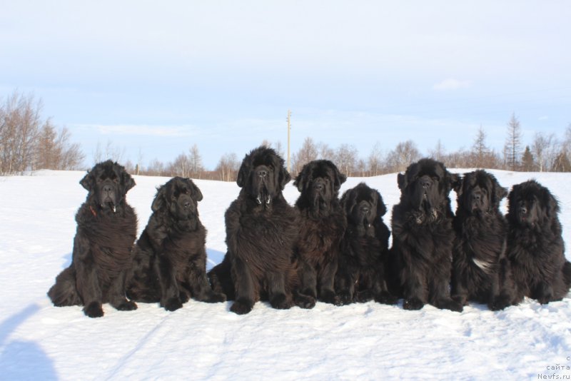 Фото: ньюфаундленд Gloriya Grand Blek (Глория Гранд Блек), ньюфаундленд Anabelle Kvin of zye Mountayns (Анабелле Квин оф зэ Моунтайнс), ньюфаундленд King of Helluland You Shock Me, ньюфаундленд Daymond King (Даймонд Кинг), ньюфаундленд YAntarnaya Mechta (Янтарная Мечта), ньюфаундленд Beguschaya po Volnam Zero Kool (Бегущая по Волнам Зеро Коол), ньюфаундленд Neretum Tribe Xagrid, ньюфаундленд Fortuna of Giant's Island