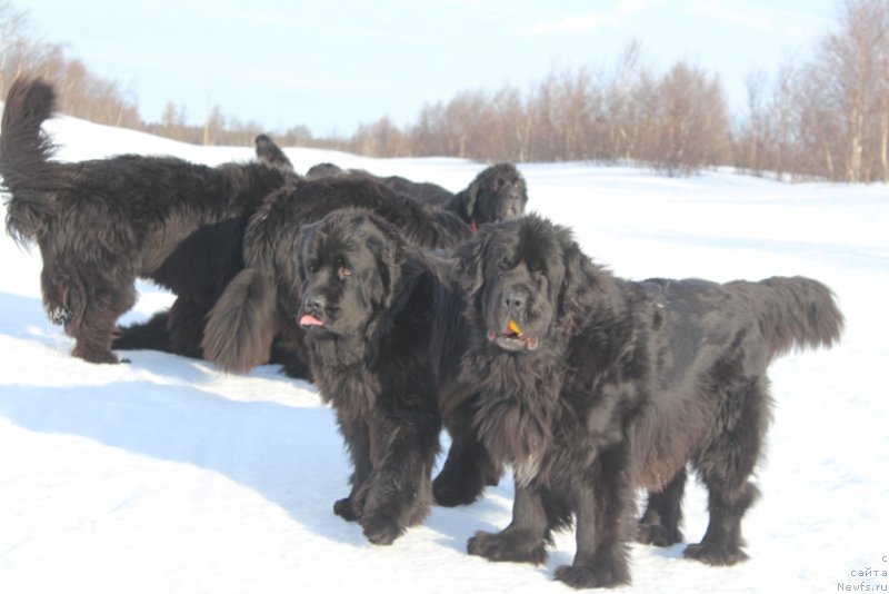 Фото: ньюфаундленд Anabelle Kvin of zye Mountayns (Анабелле Квин оф зэ Моунтайнс), ньюфаундленд Neretum Tribe Xagrid