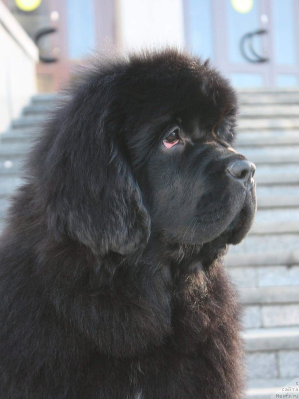 Фото: ньюфаундленд Moon Brook Eastern Express (Моон Броок Еастерн Ехпресс)