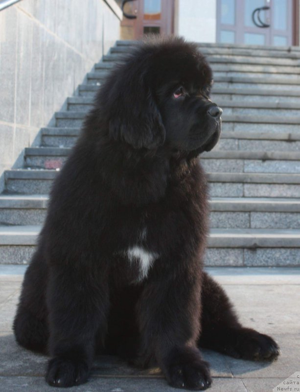 Фото: ньюфаундленд Moon Brook Eastern Express (Моон Броок Еастерн Ехпресс)
