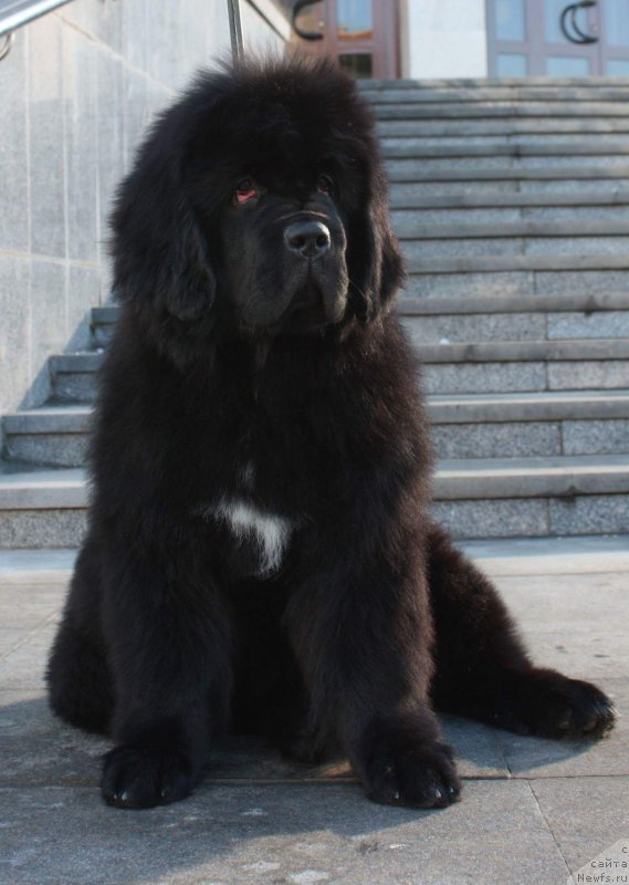 Фото: ньюфаундленд Moon Brook Eastern Express (Моон Броок Еастерн Ехпресс)