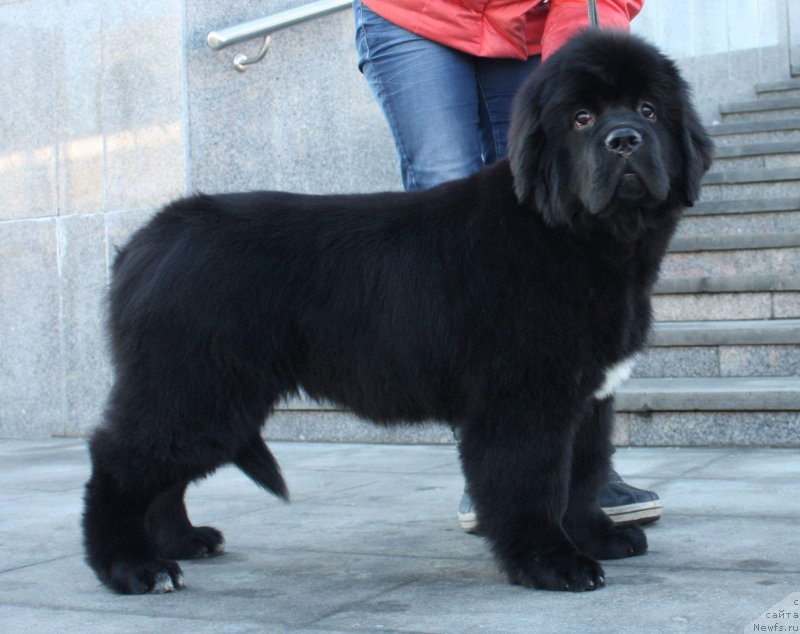 Фото: ньюфаундленд Moon Brook Emblem Of Empire (Моон Броок Емблем оф Емпире)