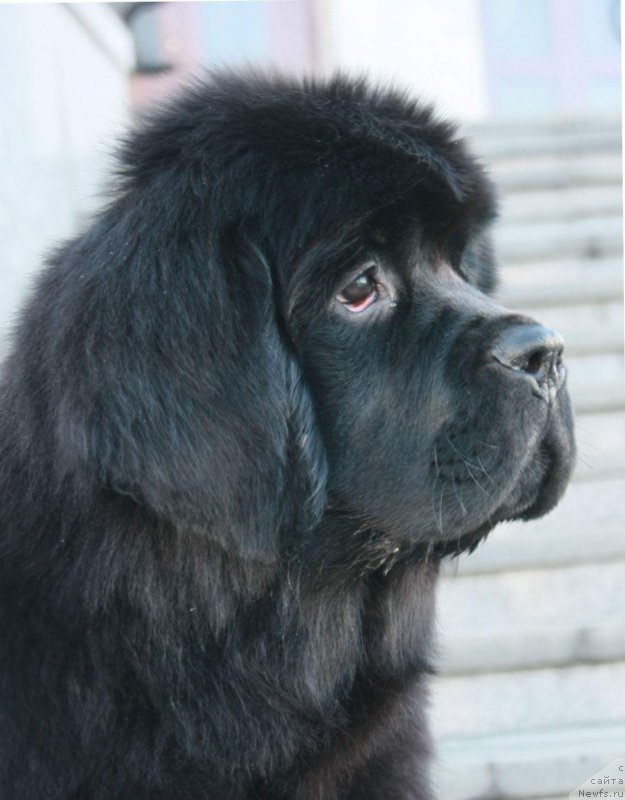 Фото: ньюфаундленд Moon Brook Emblem Of Empire (Моон Броок Емблем оф Емпире)