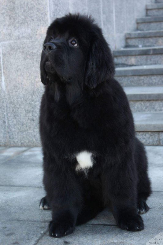 Фото: ньюфаундленд Moon Brook Emblem Of Empire (Моон Броок Емблем оф Емпире)