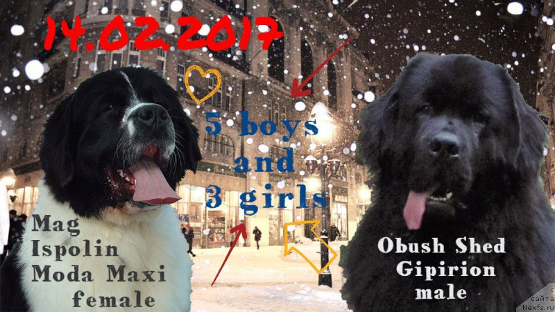 Фото: ньюфаундленд Mag Ispolin Moda Maksi (Маг Исполин Мода Макси)