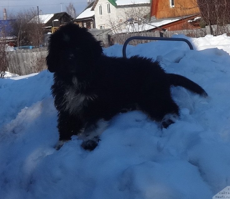 Фотография № 222297