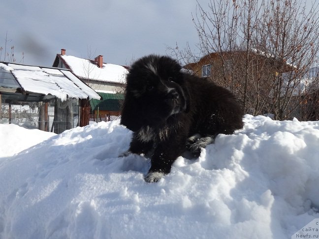 Фотография № 222298