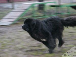 Фото: ньюфаундленд Jemchug Grand iz Unikal'noy Kollekcii (Жемчуг Гранд из Уникальной Коллекции)