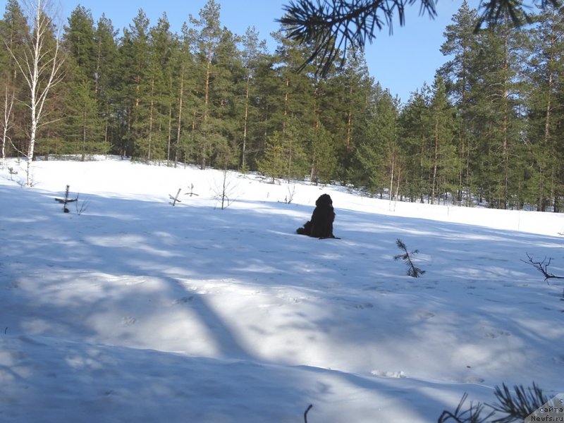Фото: ньюфаундленд N'yufort Vivian (Ньюфорт Вивиан)