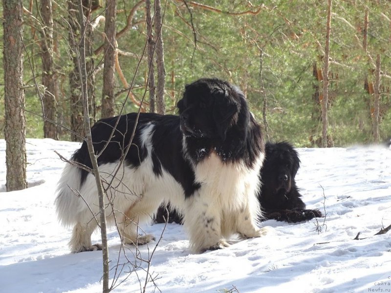 Фотография № 222306