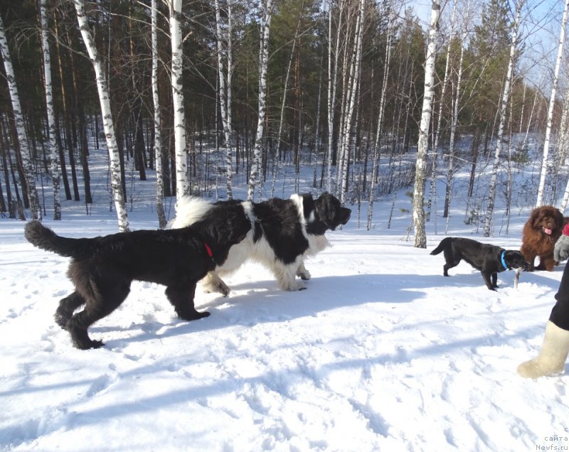 Фотография № 222309