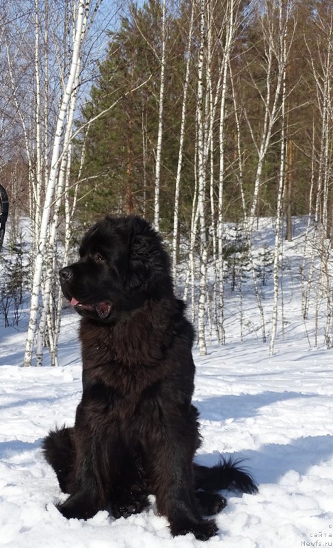 Фото: ньюфаундленд S'Nezhnaya Vjuga Van Gils Classik (С'Нежная Вьюга Ван Гилс Классик)