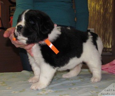 Фото: ньюфаундленд Mag Ispolin Moda Maksi (Маг Исполин Мода Макси)