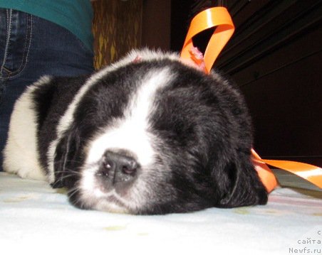 Фото: ньюфаундленд Mag Ispolin Moda Maksi (Маг Исполин Мода Макси)