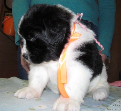 Фото: ньюфаундленд Mag Ispolin Moda Maksi (Маг Исполин Мода Макси)