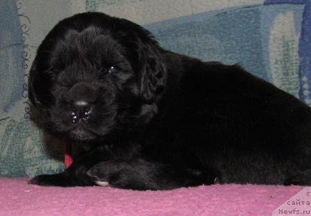 Фото: ньюфаундленд Mag Ispolin Moda Maksi (Маг Исполин Мода Макси)